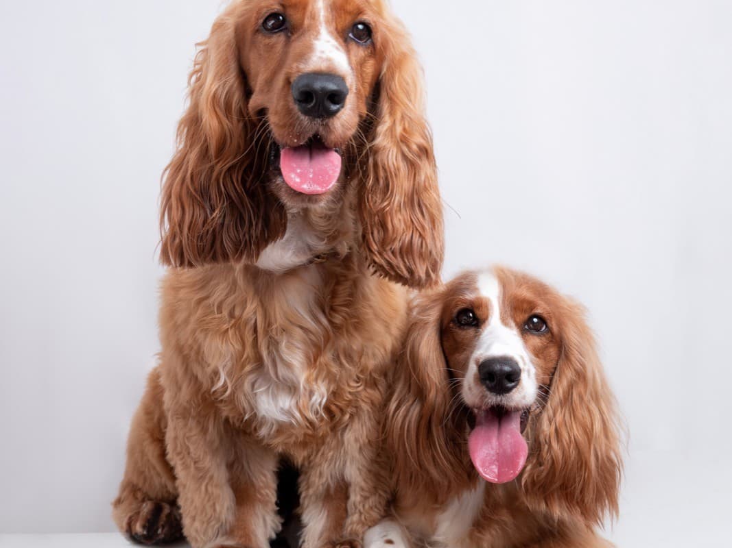 Pets